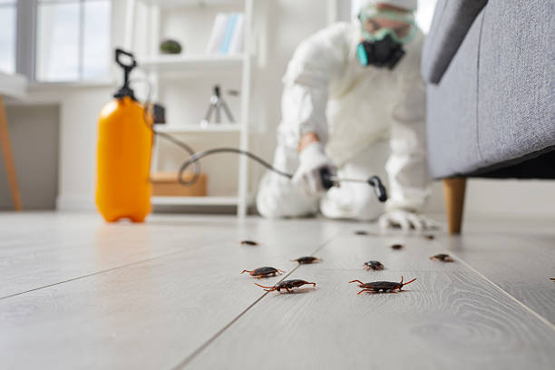 Affordable Cockroach Control solutions in St. Clairsville, OH